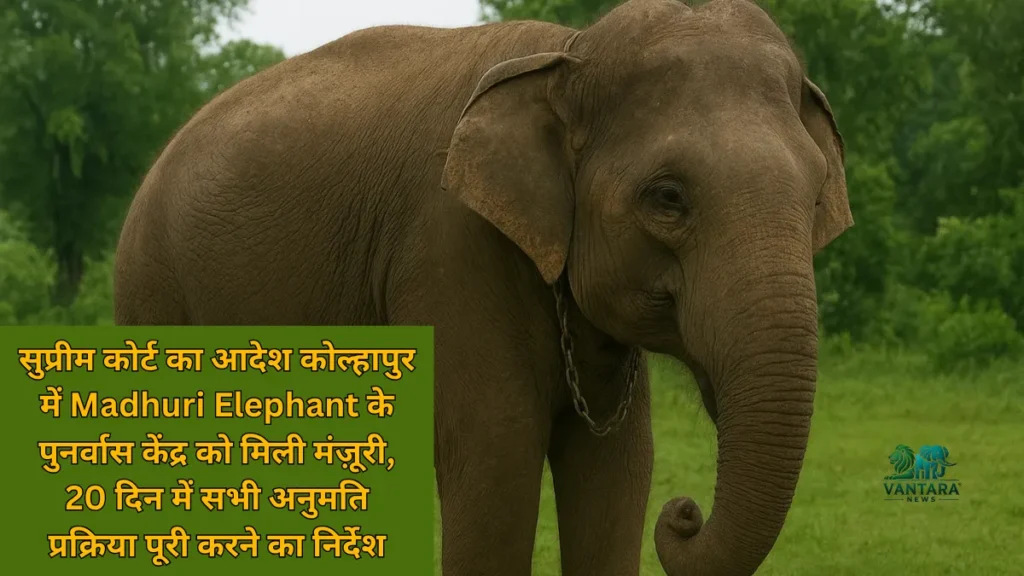 Madhuri Elephant Kolhapur