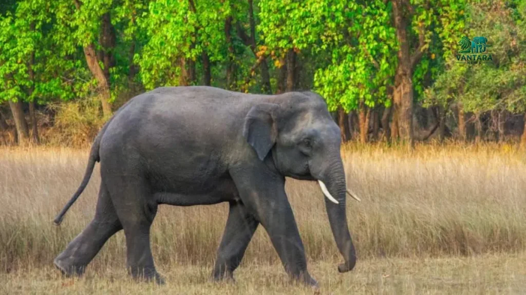 Elephant Omkar Story