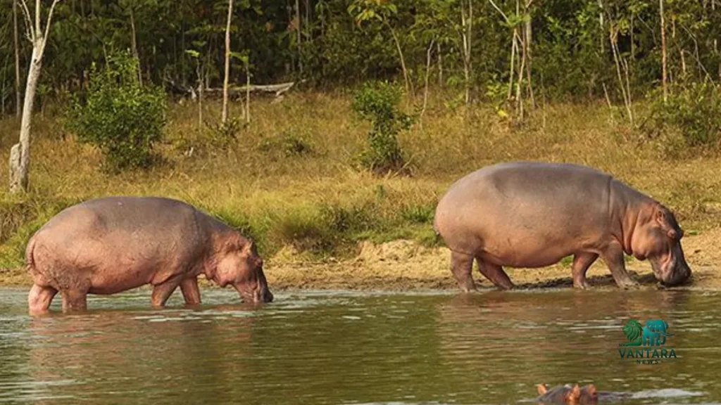Anant Ambani Urges Colombia To Save 80 Hippos From Death