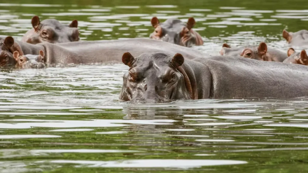 Colombia as Hippo Relocation