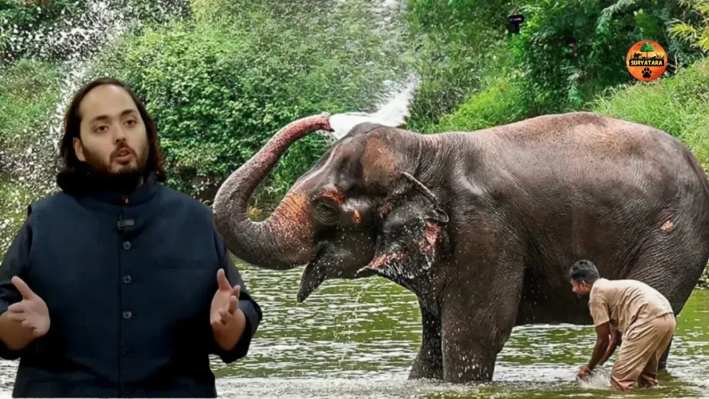 Madhuri Elephant Return Kolhapur