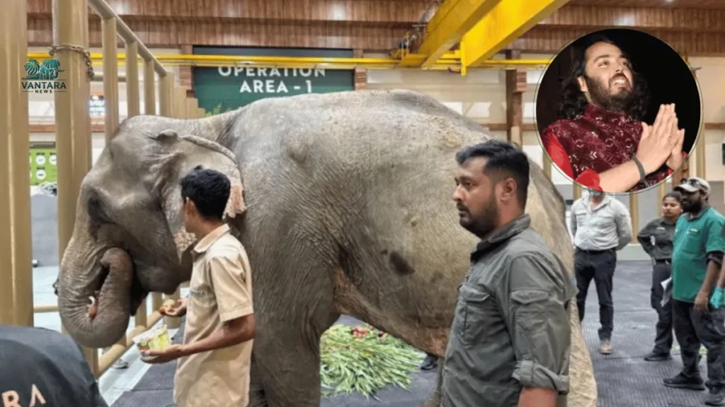 Vantara: Flood-Rescued Elephant Jaymoti