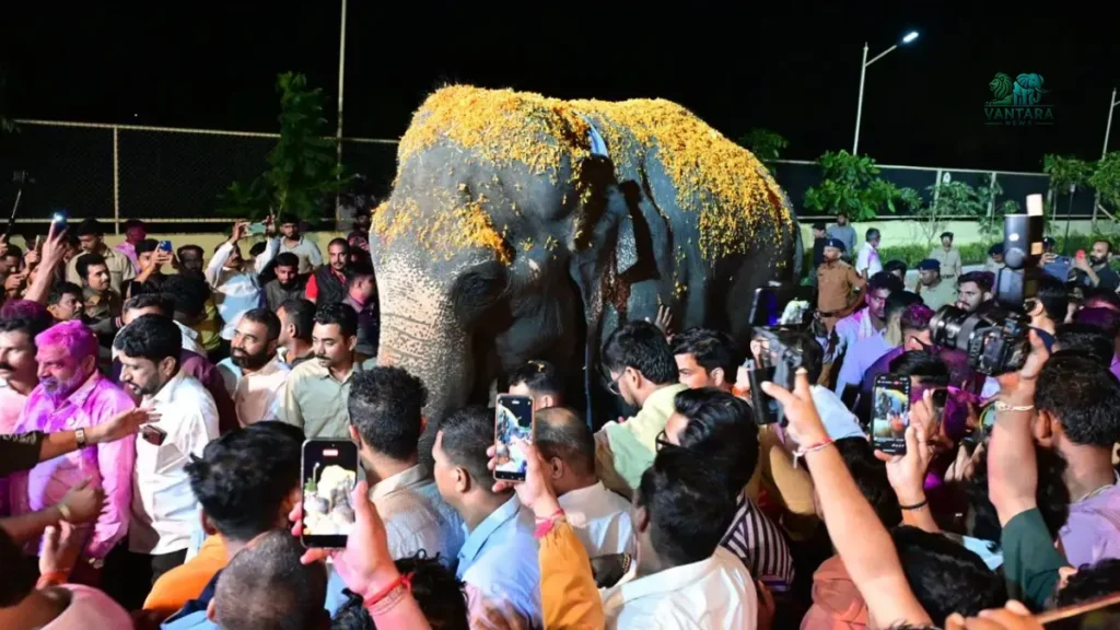 Madhuri Elephant Returns to Kolhapur
